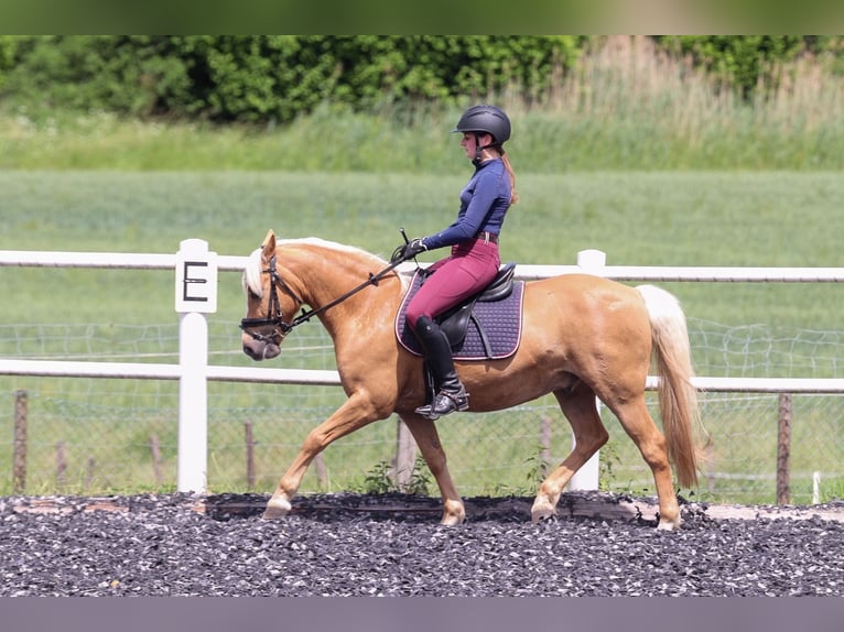 Deutsches Reitpony Mix Wallach 12 Jahre 135 cm Palomino in Groß TwülpstedtVolkmarsdorf
