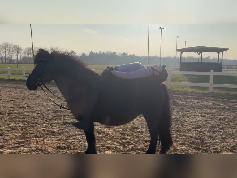 Deutsches Reitpony Wallach 12 Jahre 135 cm Rappe in Bremervörde