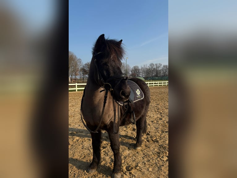 Deutsches Reitpony Wallach 12 Jahre 135 cm Rappe in Bremervörde