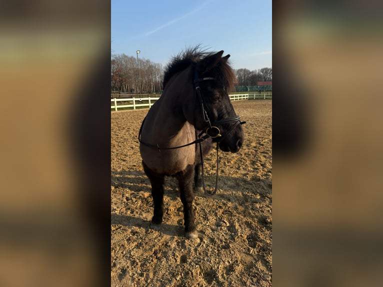 Deutsches Reitpony Wallach 12 Jahre 135 cm Rappe in Bremervörde