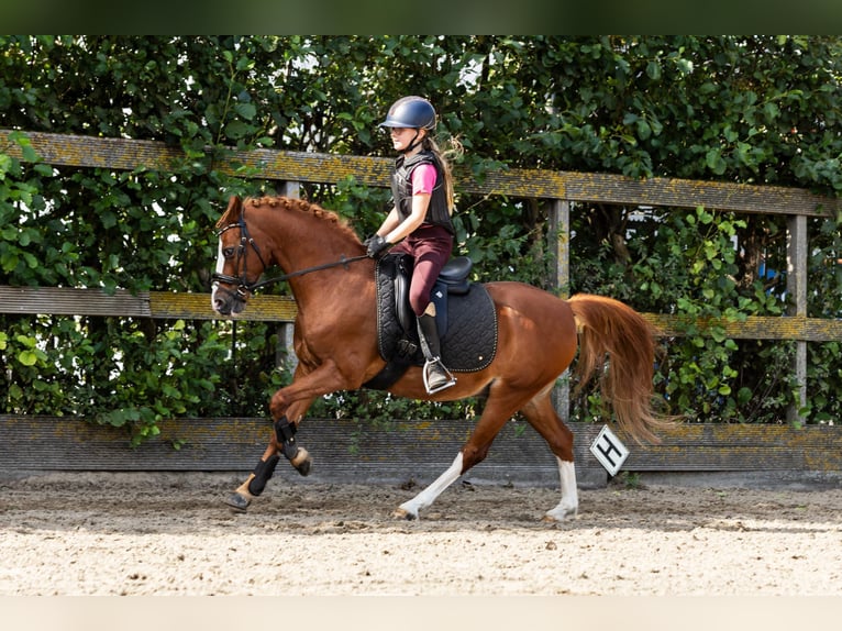 Deutsches Reitpony Wallach 12 Jahre 137 cm Fuchs in Grebenhain