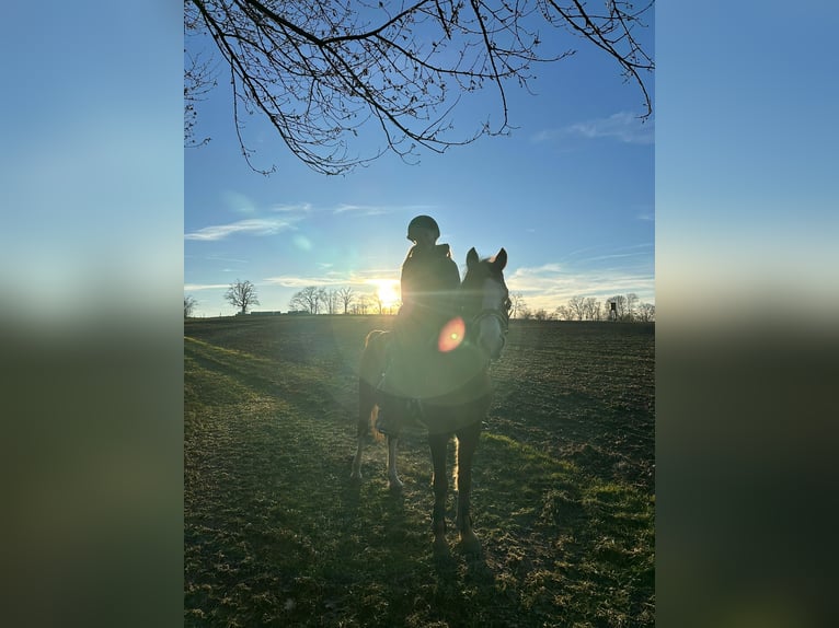 Deutsches Reitpony Wallach 12 Jahre 137 cm Fuchs in Frankfurt am Main