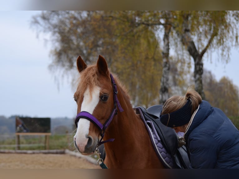 Deutsches Reitpony Mix Wallach 12 Jahre 137 cm Fuchs in Grebenhain