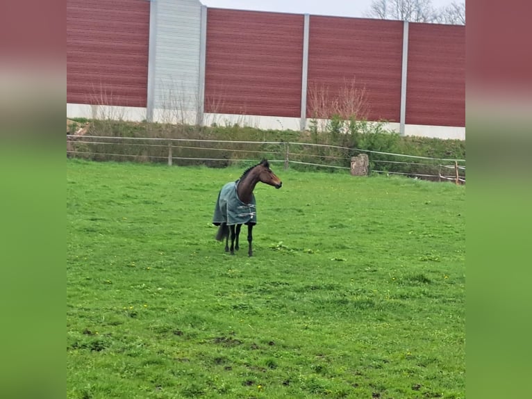 Deutsches Reitpony Wallach 12 Jahre 138 cm Brauner in Bocholtz