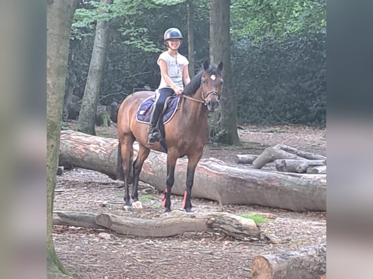 Deutsches Reitpony Wallach 12 Jahre 138 cm Brauner in Bocholtz