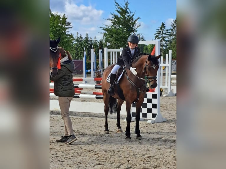 Deutsches Reitpony Wallach 12 Jahre 138 cm Brauner in Bocholtz