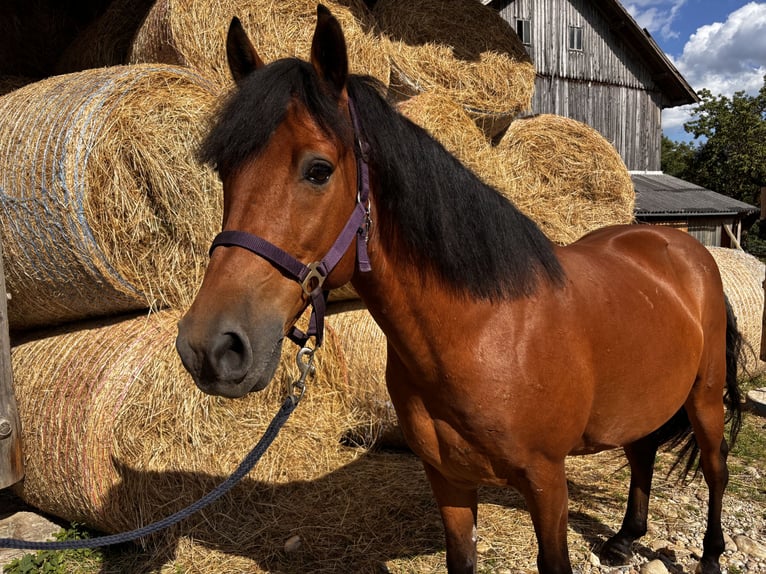 Deutsches Reitpony Mix Wallach 12 Jahre 140 cm Brauner in Pramet