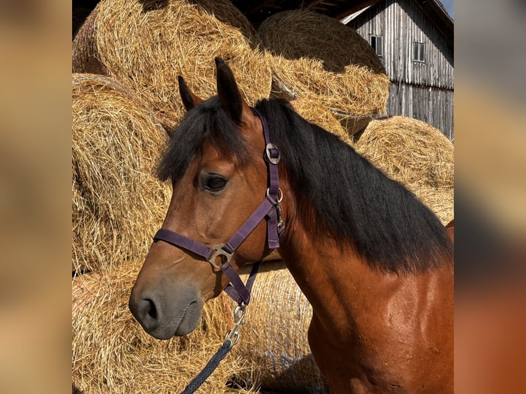 Deutsches Reitpony Mix Wallach 12 Jahre 140 cm Brauner in Pramet