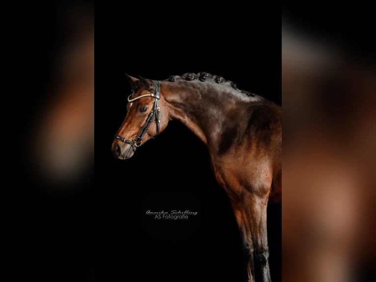 Deutsches Reitpony Wallach 12 Jahre 140 cm Dunkelbrauner in HerrenbergHerrenberg