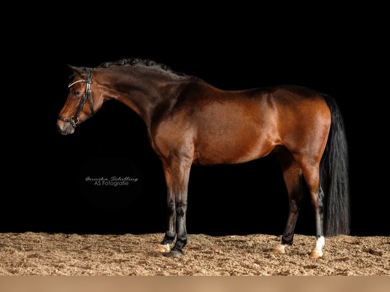 Deutsches Reitpony Wallach 12 Jahre 140 cm Dunkelbrauner in HerrenbergHerrenberg