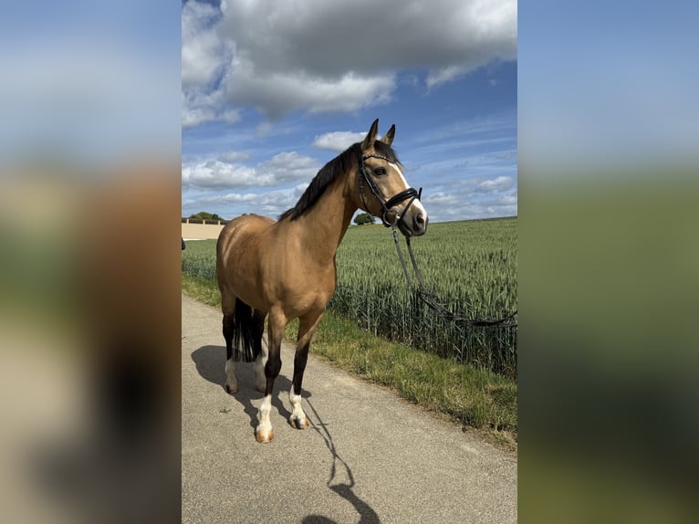 Deutsches Reitpony Wallach 12 Jahre 140 cm Falbe in Heuchlingen