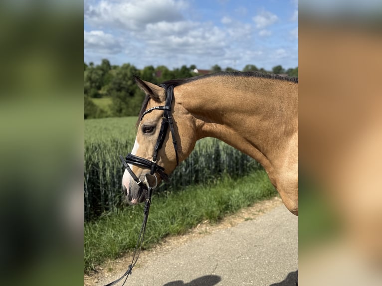 Deutsches Reitpony Wallach 12 Jahre 140 cm Falbe in Heuchlingen