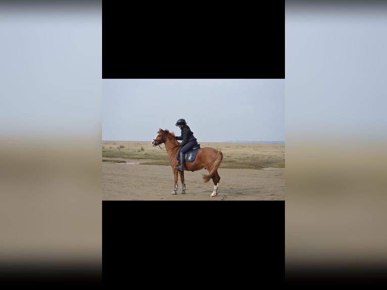Deutsches Reitpony Wallach 12 Jahre 140 cm Fuchs in Mühbrook