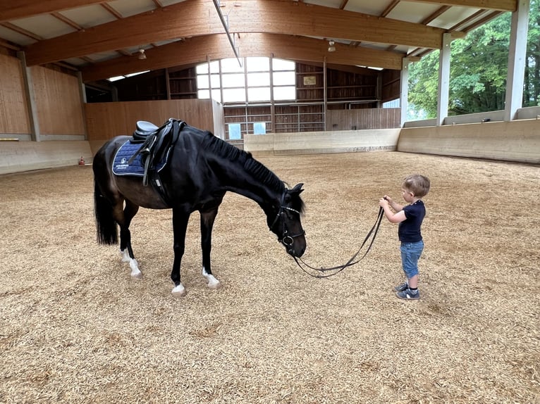 Deutsches Reitpony Wallach 12 Jahre 140 cm Schwarzbrauner in Wasserburg am Inn