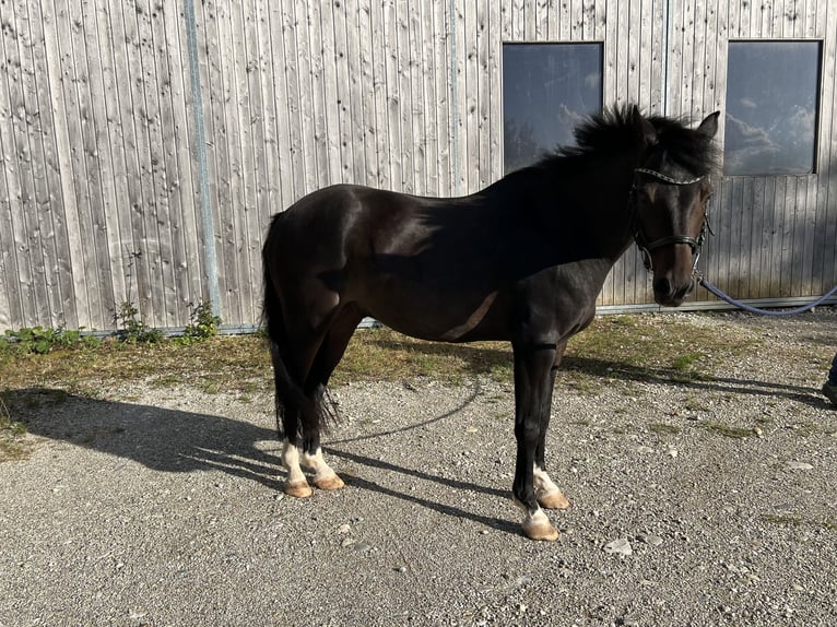 Deutsches Reitpony Wallach 12 Jahre 140 cm Schwarzbrauner in Wasserburg am Inn