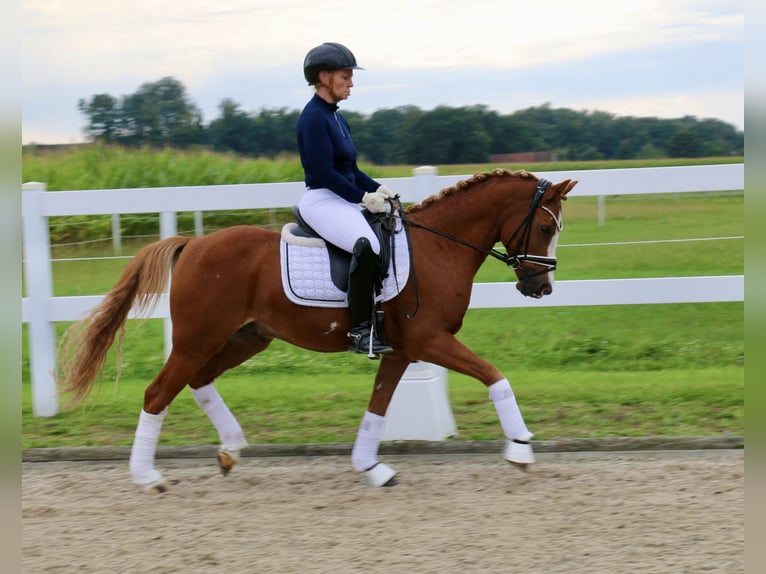 Deutsches Reitpony Wallach 12 Jahre 141 cm Fuchs in Recke, bei Osnabrück