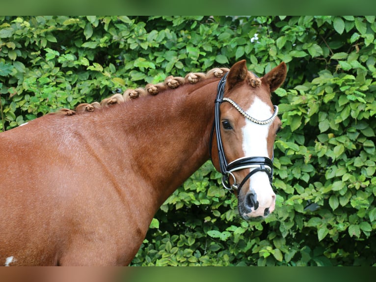 Deutsches Reitpony Wallach 12 Jahre 141 cm Fuchs in Recke, bei Osnabrück