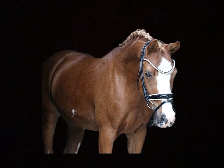 Deutsches Reitpony Wallach 12 Jahre 141 cm Fuchs in Recke, bei Osnabrück