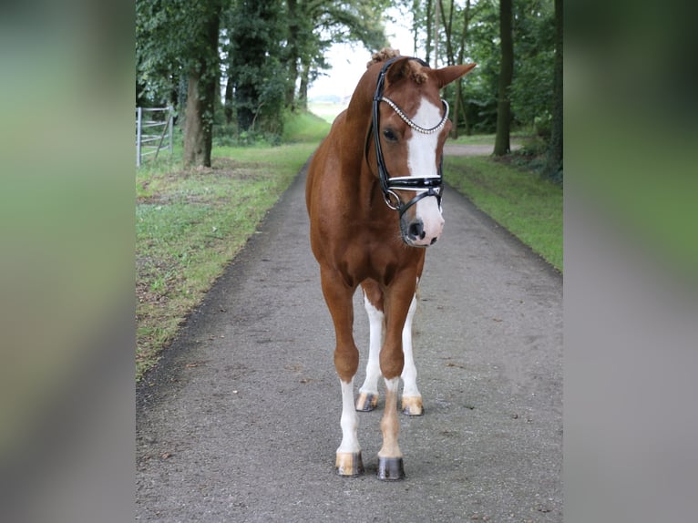 Deutsches Reitpony Wallach 12 Jahre 141 cm Fuchs in Recke, bei Osnabrück