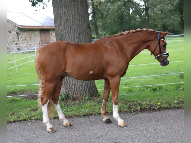 Deutsches Reitpony Wallach 12 Jahre 141 cm Fuchs in Recke, bei Osnabrück