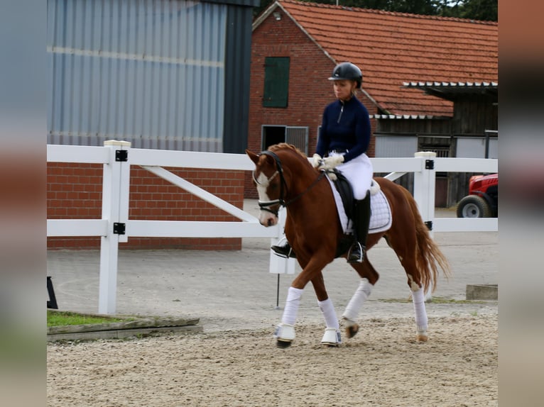 Deutsches Reitpony Wallach 12 Jahre 141 cm Fuchs in Recke, bei Osnabrück