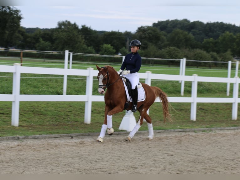 Deutsches Reitpony Wallach 12 Jahre 141 cm Fuchs in Recke, bei Osnabrück