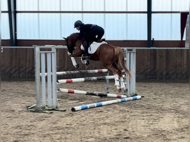 Deutsches Reitpony Wallach 12 Jahre 141 cm Fuchs in Recke, bei Osnabrück