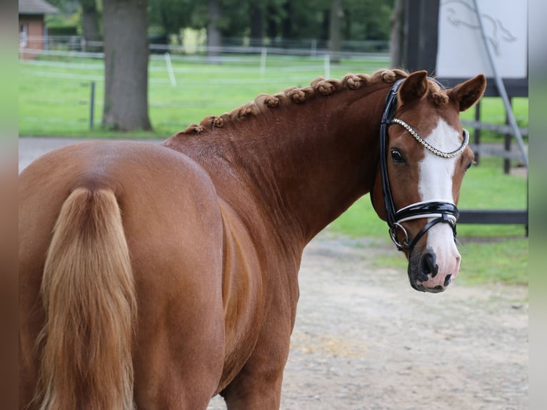 Deutsches Reitpony Wallach 12 Jahre 141 cm Fuchs in Recke, bei Osnabrück