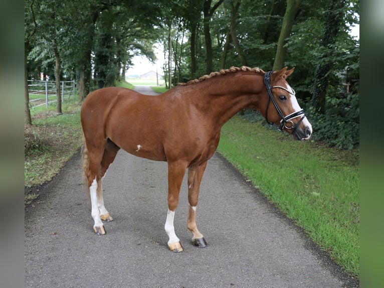 Deutsches Reitpony Wallach 12 Jahre 141 cm Fuchs in Recke, bei Osnabrück