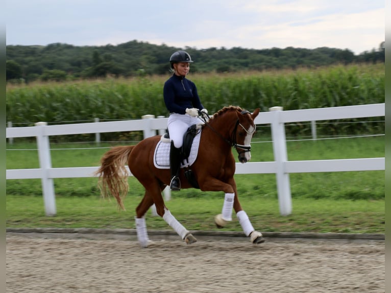 Deutsches Reitpony Wallach 12 Jahre 141 cm Fuchs in Recke, bei Osnabrück