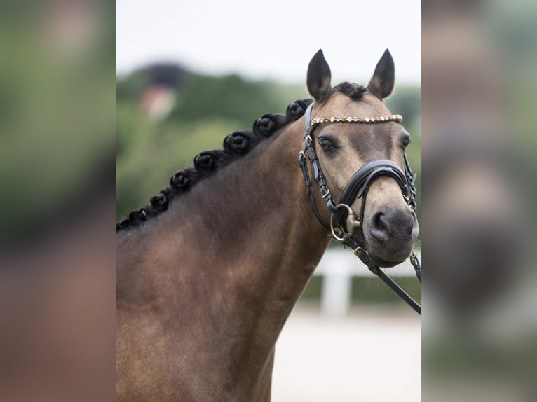 Deutsches Reitpony Wallach 12 Jahre 142 cm Buckskin in Paderborn