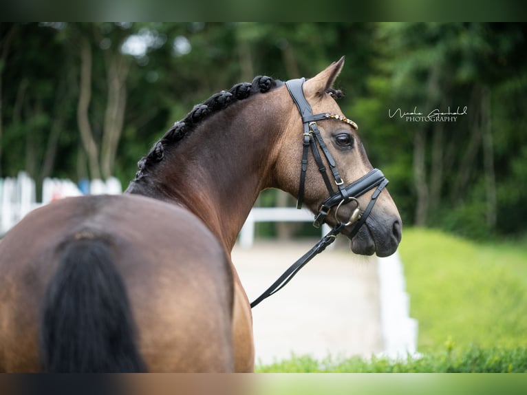 Deutsches Reitpony Wallach 12 Jahre 142 cm Buckskin in Paderborn