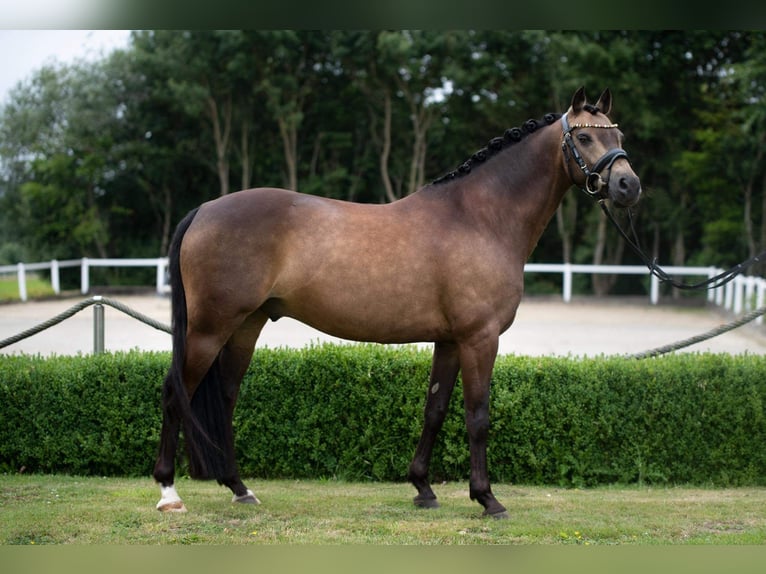 Deutsches Reitpony Wallach 12 Jahre 142 cm Buckskin in Paderborn