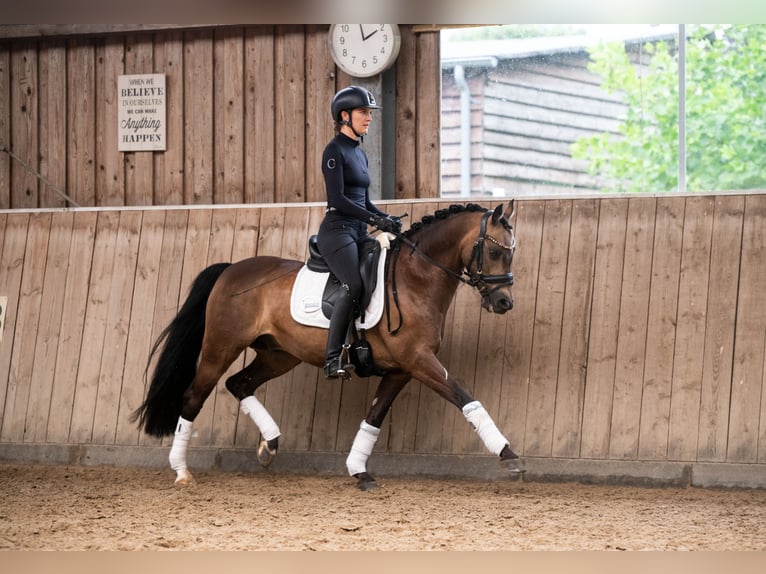 Deutsches Reitpony Wallach 12 Jahre 142 cm Buckskin in Paderborn