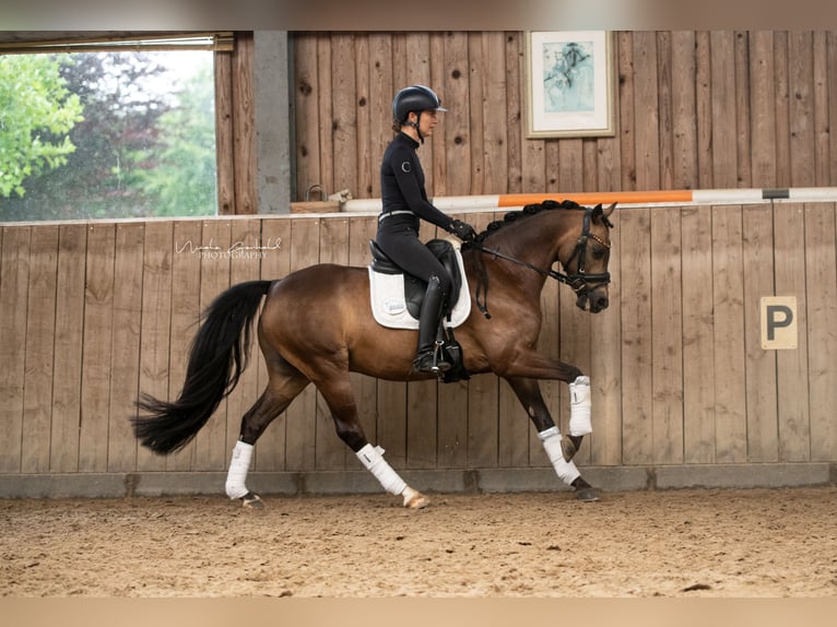 Deutsches Reitpony Wallach 12 Jahre 142 cm Buckskin in Paderborn