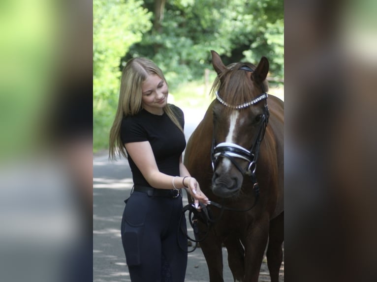 Deutsches Reitpony Wallach 12 Jahre 143 cm Dunkelfuchs in Ibbenb&#xFC;ren