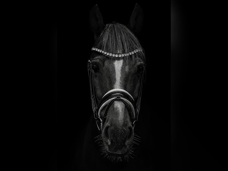 Deutsches Reitpony Wallach 12 Jahre 143 cm Dunkelfuchs in Ibbenb&#xFC;ren