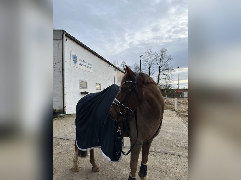 Deutsches Reitpony Wallach 12 Jahre 143 cm Dunkelfuchs in Ibbenb&#xFC;ren