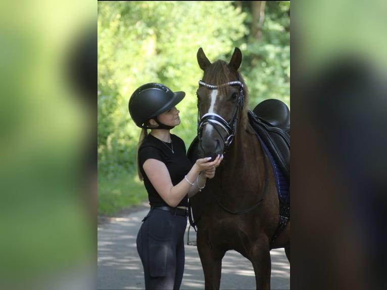Deutsches Reitpony Wallach 12 Jahre 143 cm Dunkelfuchs in Ibbenb&#xFC;ren