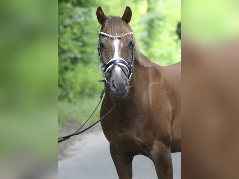 Deutsches Reitpony Wallach 12 Jahre 143 cm Dunkelfuchs in Ibbenb&#xFC;ren