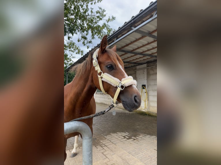 Deutsches Reitpony Wallach 12 Jahre 143 cm Dunkelfuchs in Ibbenb&#xFC;ren