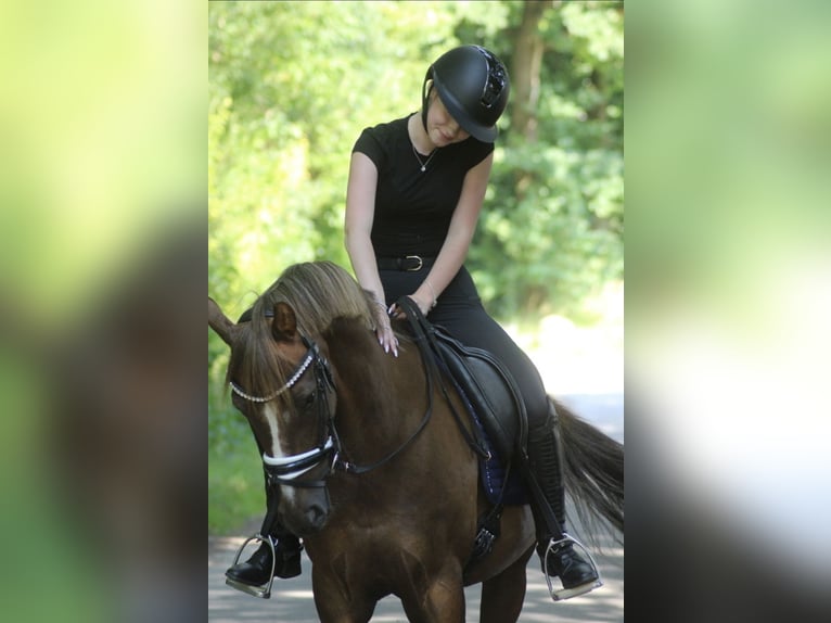 Deutsches Reitpony Wallach 12 Jahre 143 cm Dunkelfuchs in Ibbenb&#xFC;ren