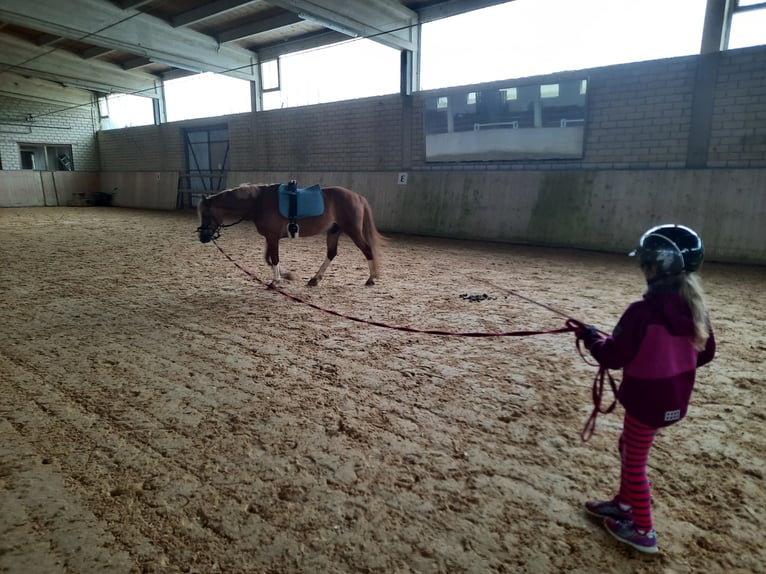 Deutsches Reitpony Wallach 12 Jahre 143 cm Fuchs in Regensburg