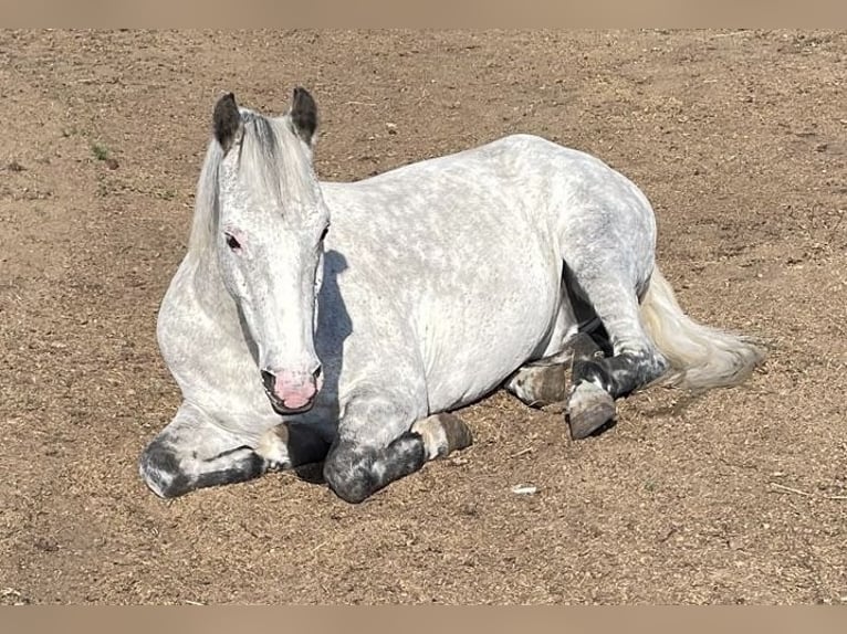 Deutsches Reitpony Wallach 12 Jahre 143 cm Schimmel in Neuruppin