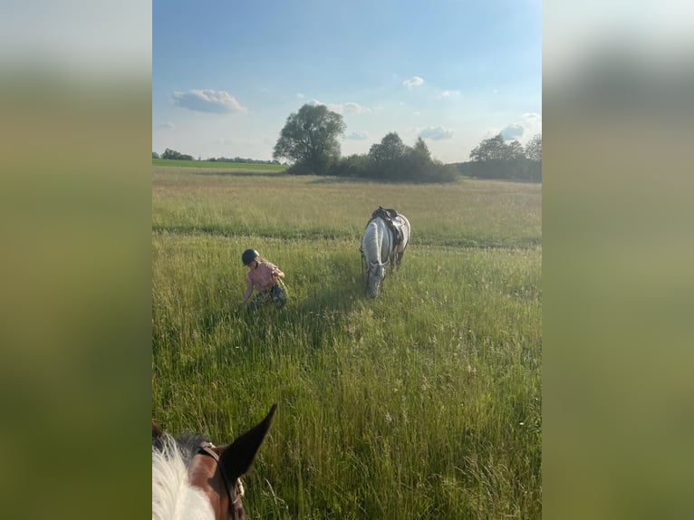 Deutsches Reitpony Wallach 12 Jahre 143 cm Schimmel in Neuruppin