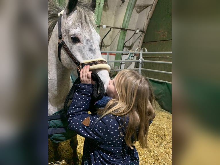 Deutsches Reitpony Wallach 12 Jahre 143 cm Schimmel in Neuruppin