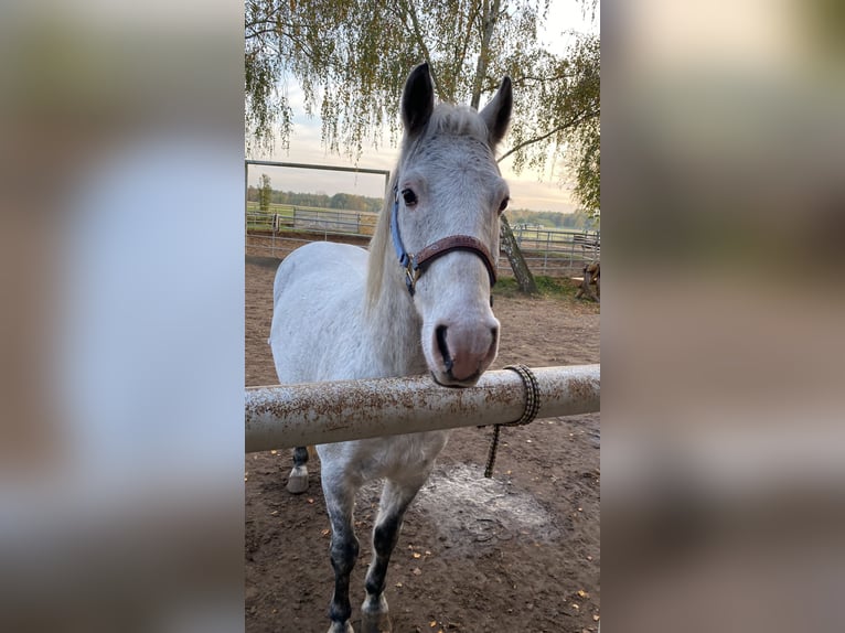 Deutsches Reitpony Wallach 12 Jahre 143 cm Schimmel in Neuruppin