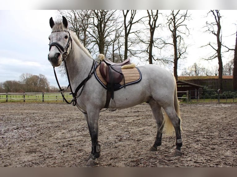 Deutsches Reitpony Wallach 12 Jahre 143 cm Schimmel in Neuruppin