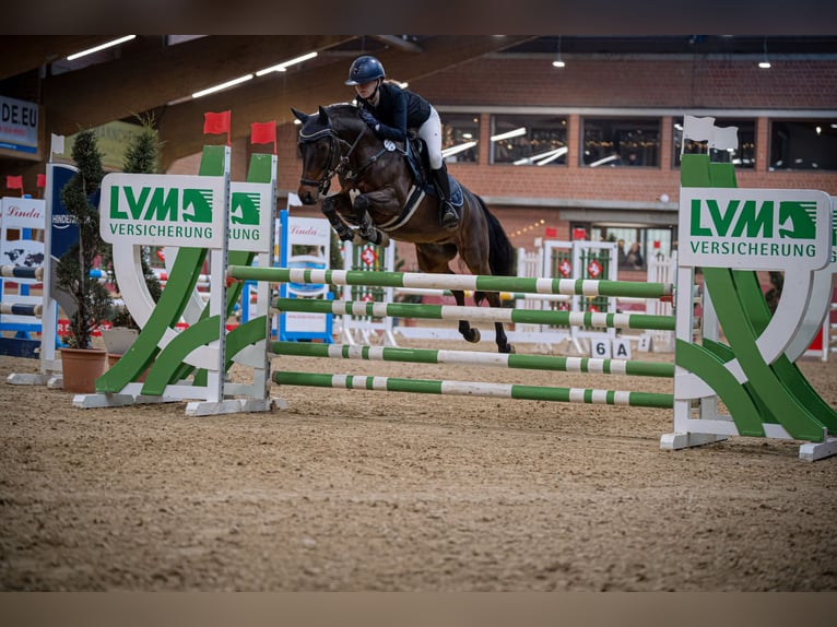 Deutsches Reitpony Wallach 12 Jahre 143 cm in Goch