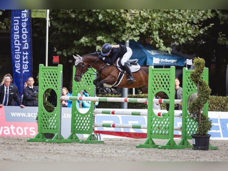 Deutsches Reitpony Wallach 12 Jahre 143 cm in Goch